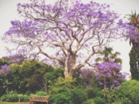 jacaranda tree botanical gardens